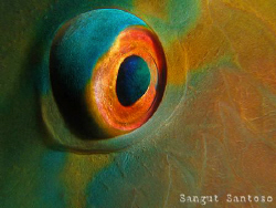 "Parot eye"
Canon g7 by Sangut Santoso 